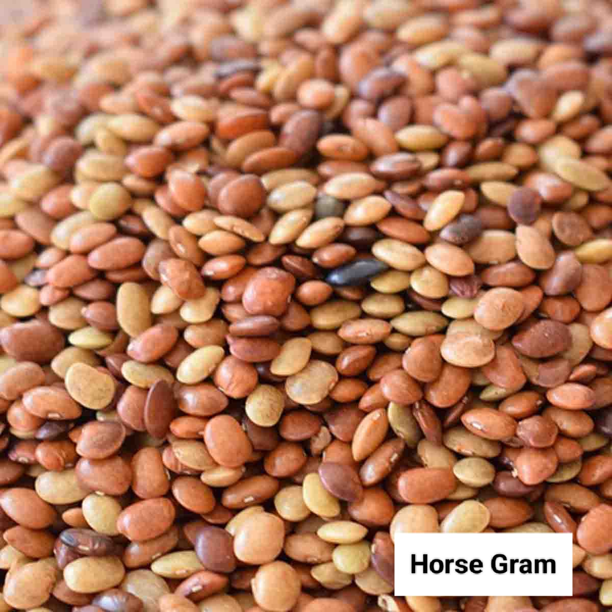 Seed